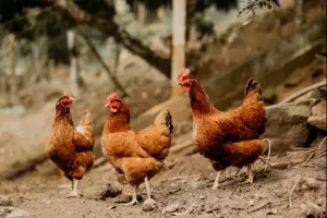 rola maszyn dla przemysłu drobiarskiego