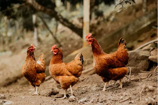 rola maszyn dla przemysłu drobiarskiego